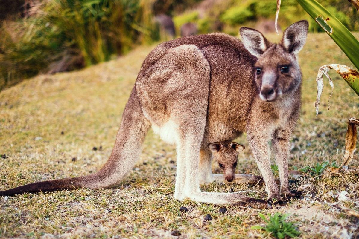 Pebbly Beach is famous for our friendly kangaroos
