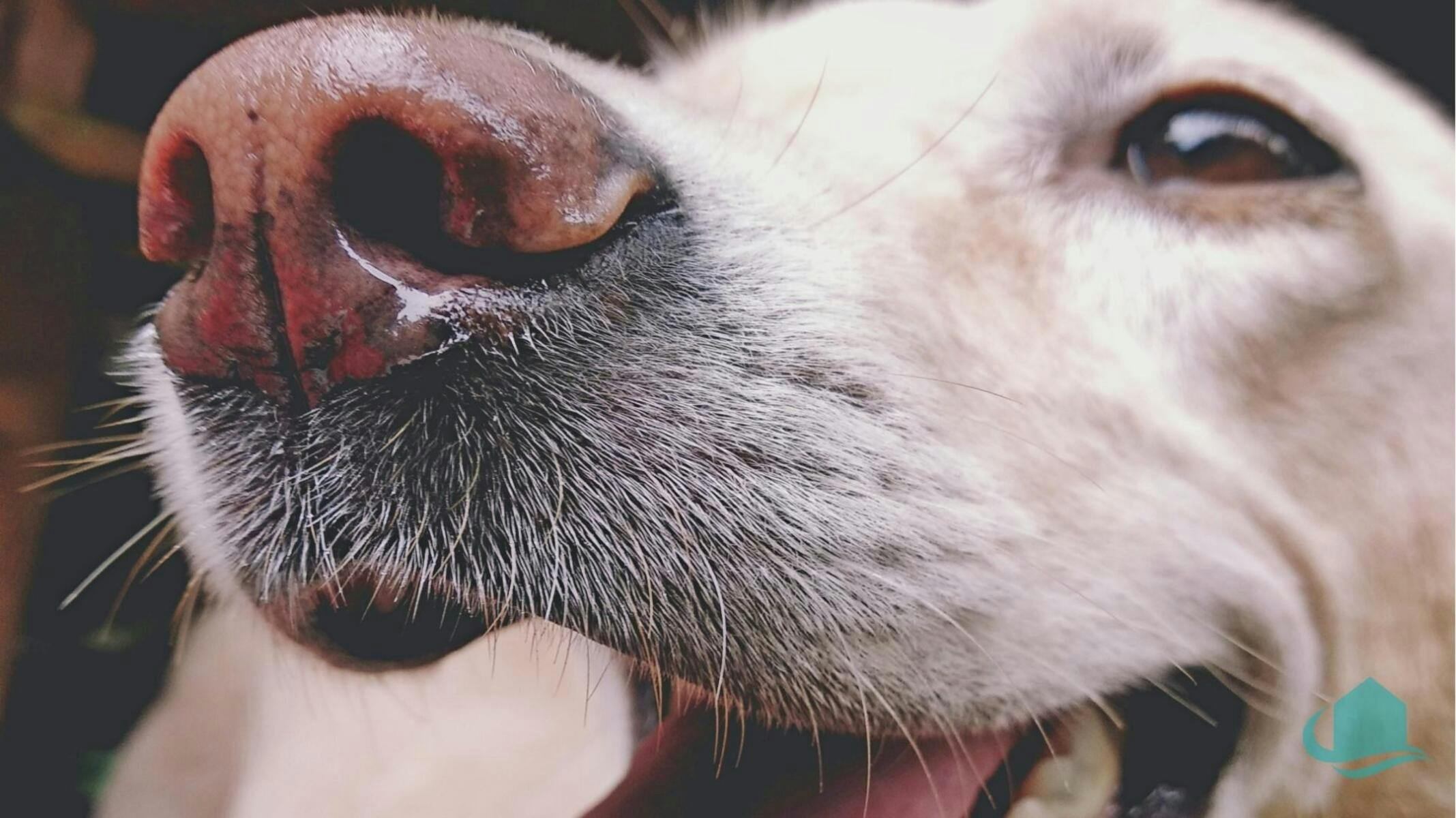 Pet friendly outdoors in secure backyard