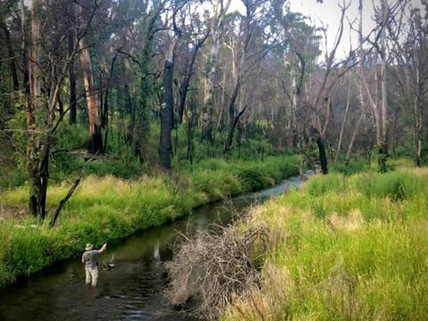 Paddy's River Flats Reserve Free Camping