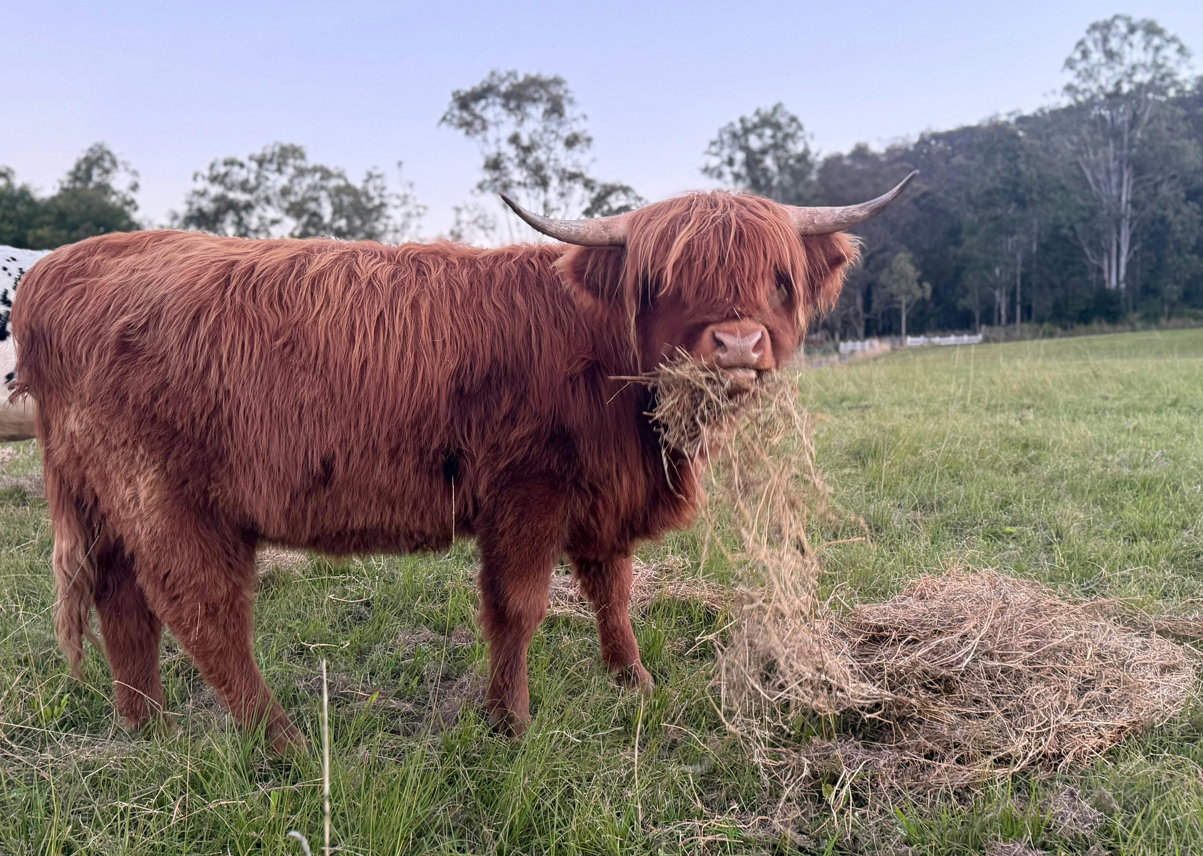 Befriend a highland cow
