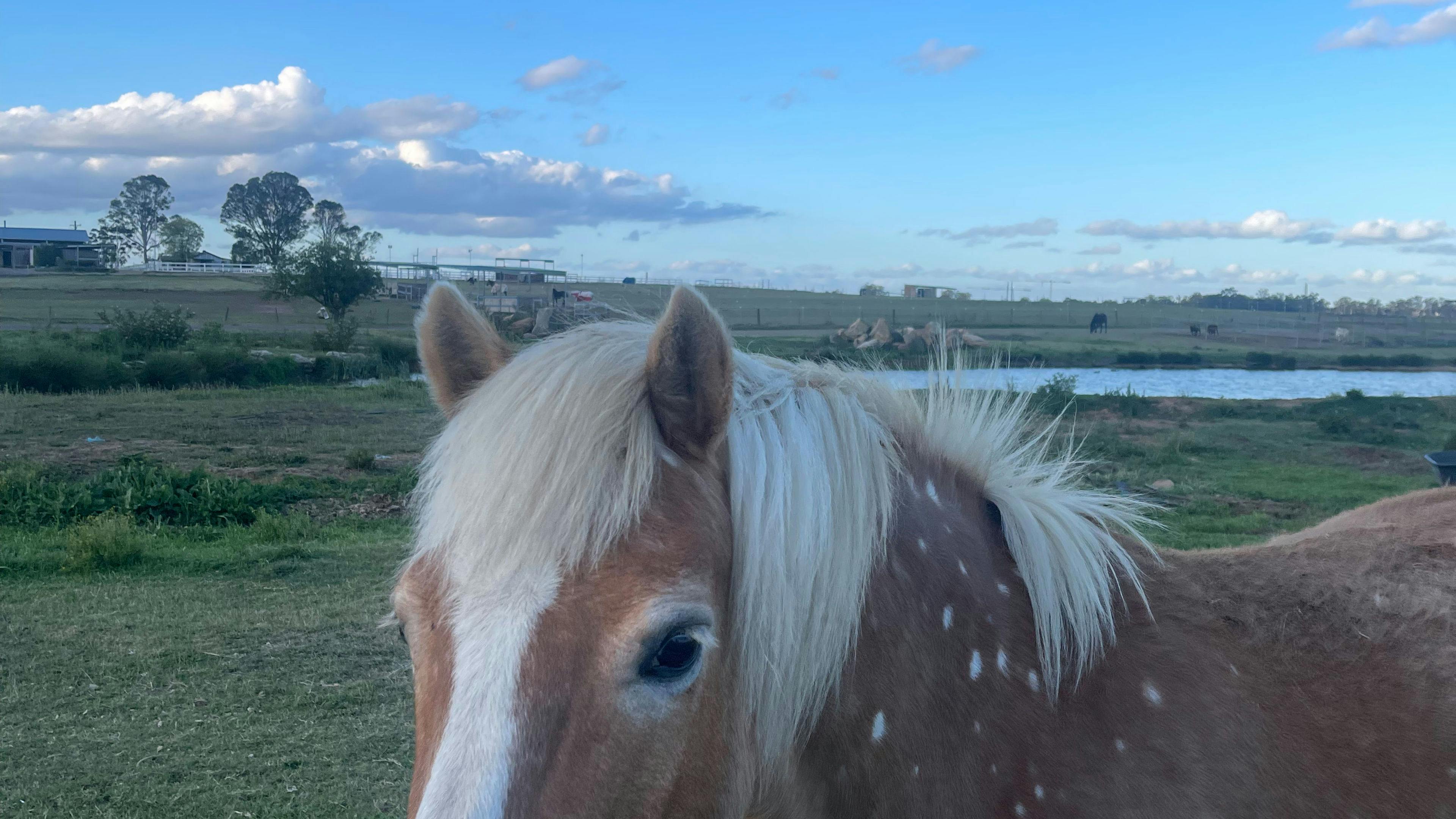 Peppertree Pony Camp