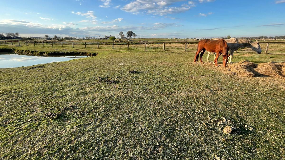Peppertree Pony Camp