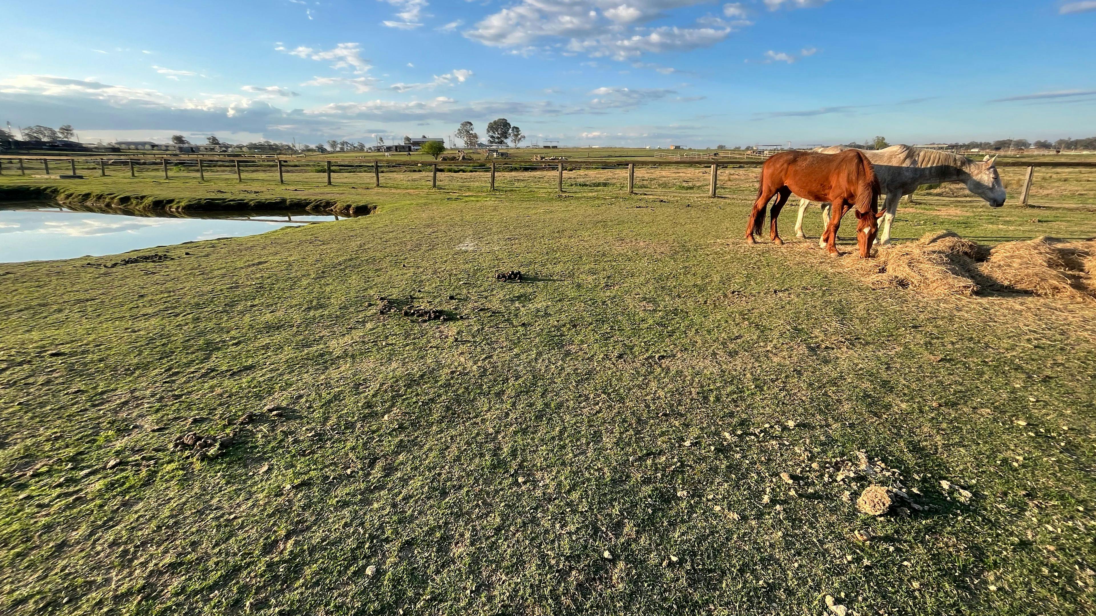 Peppertree Pony Camp