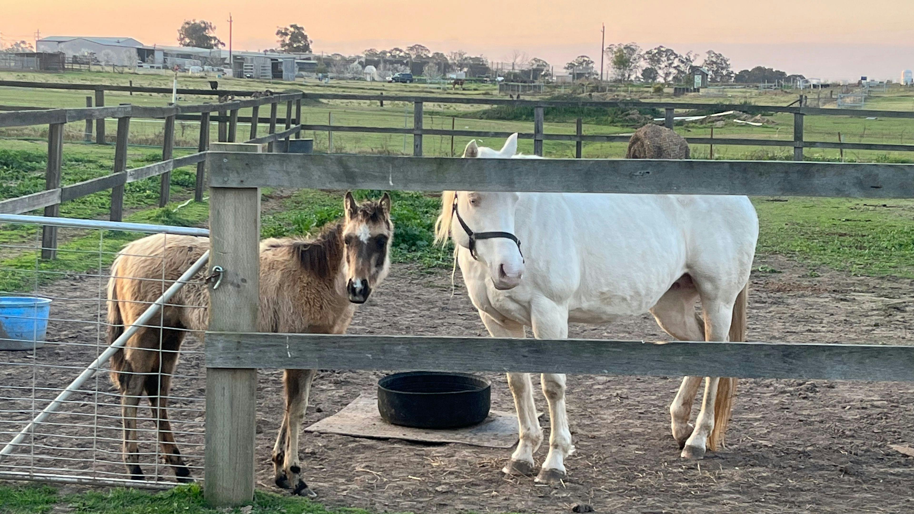 Peppertree Pony Camp