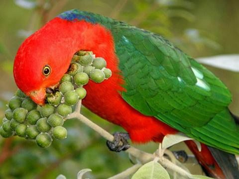 King Parrot, Richmond Range National Park. Photo: N Gambold/NSW Government