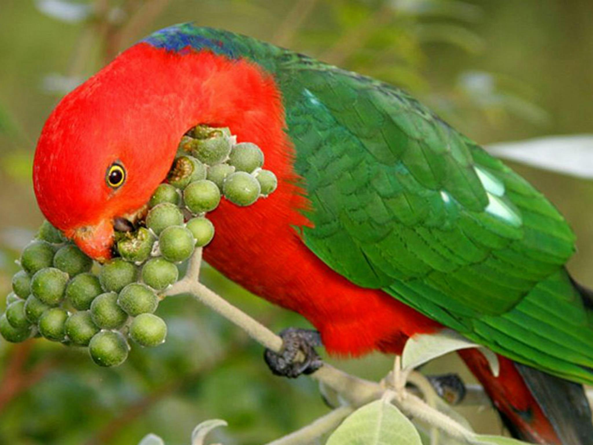 King Parrot, Richmond Range National Park. Photo: N Gambold/NSW Government
