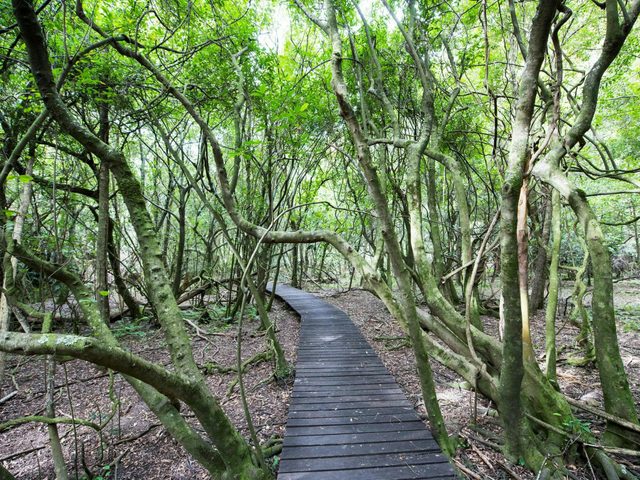 Ferntree Gully Reserve