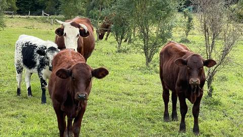 Paradise in The Pocket