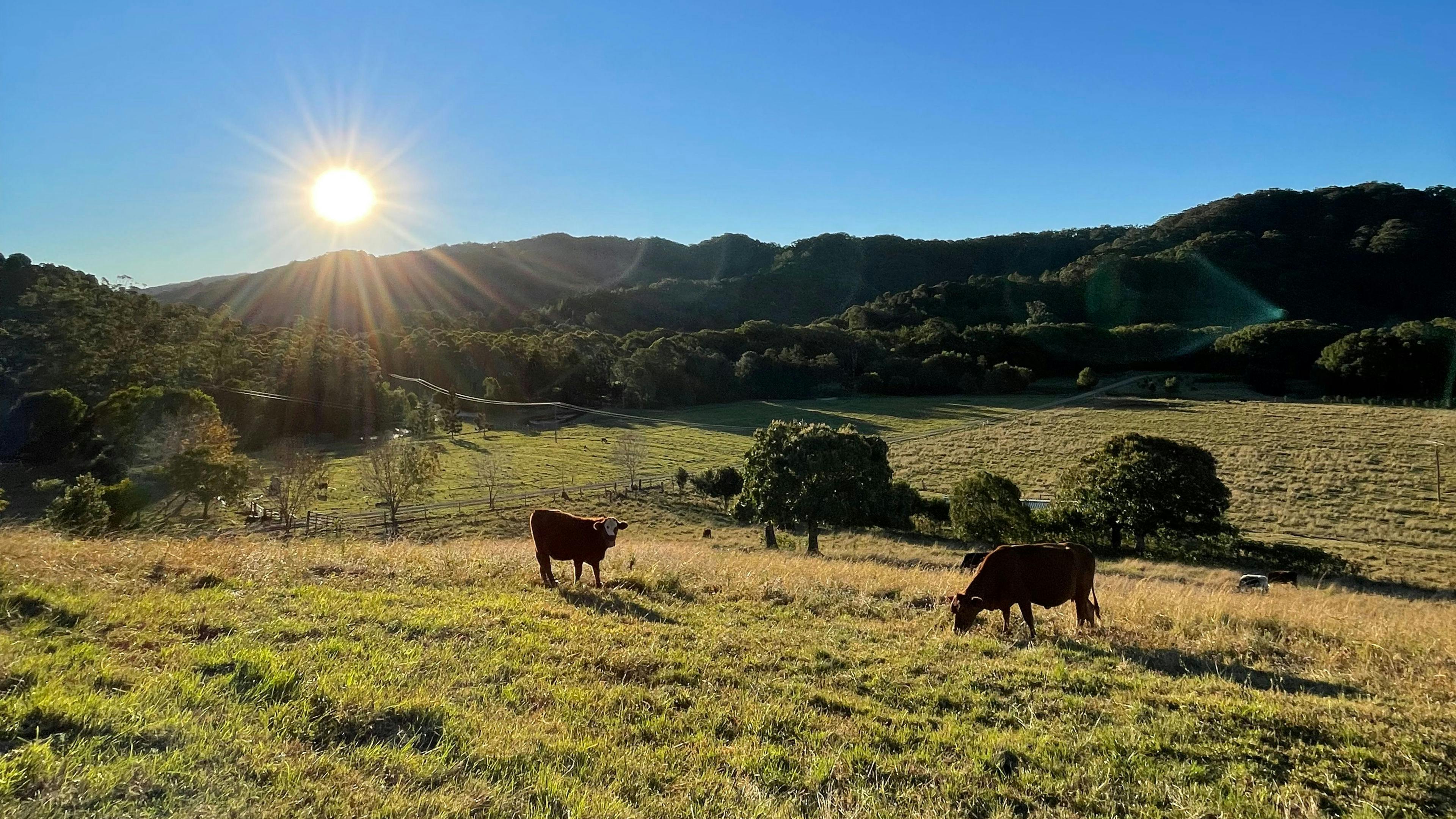 Paradise in The Pocket