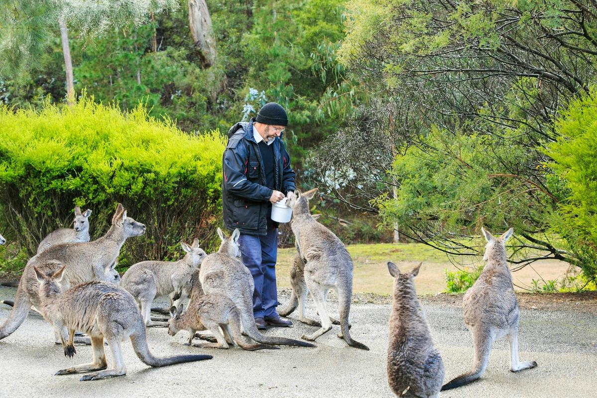 The friendly kangaroos at Reflections Holiday Parks Burrinjuck Waters