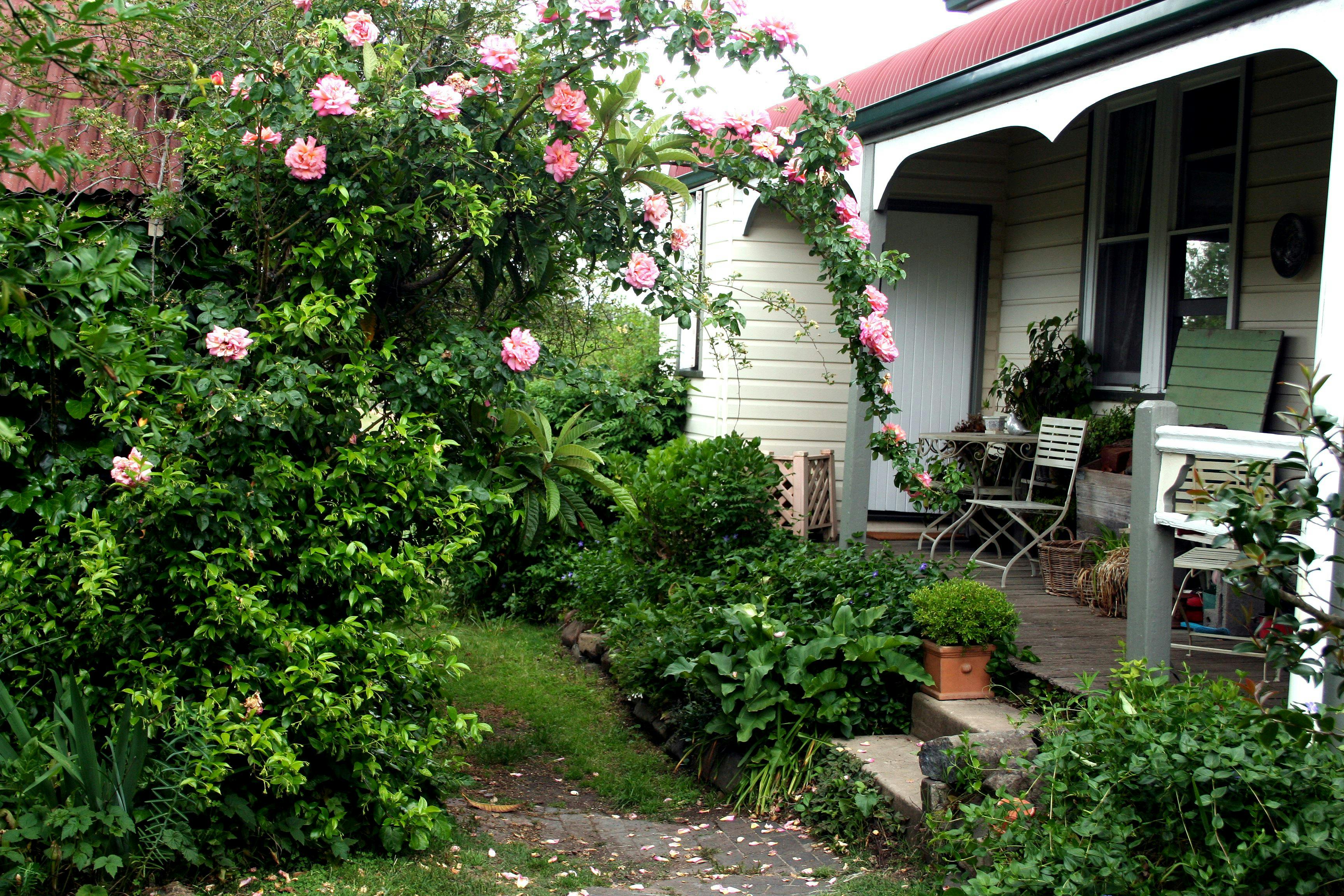 Old Roses reaching to the verandah