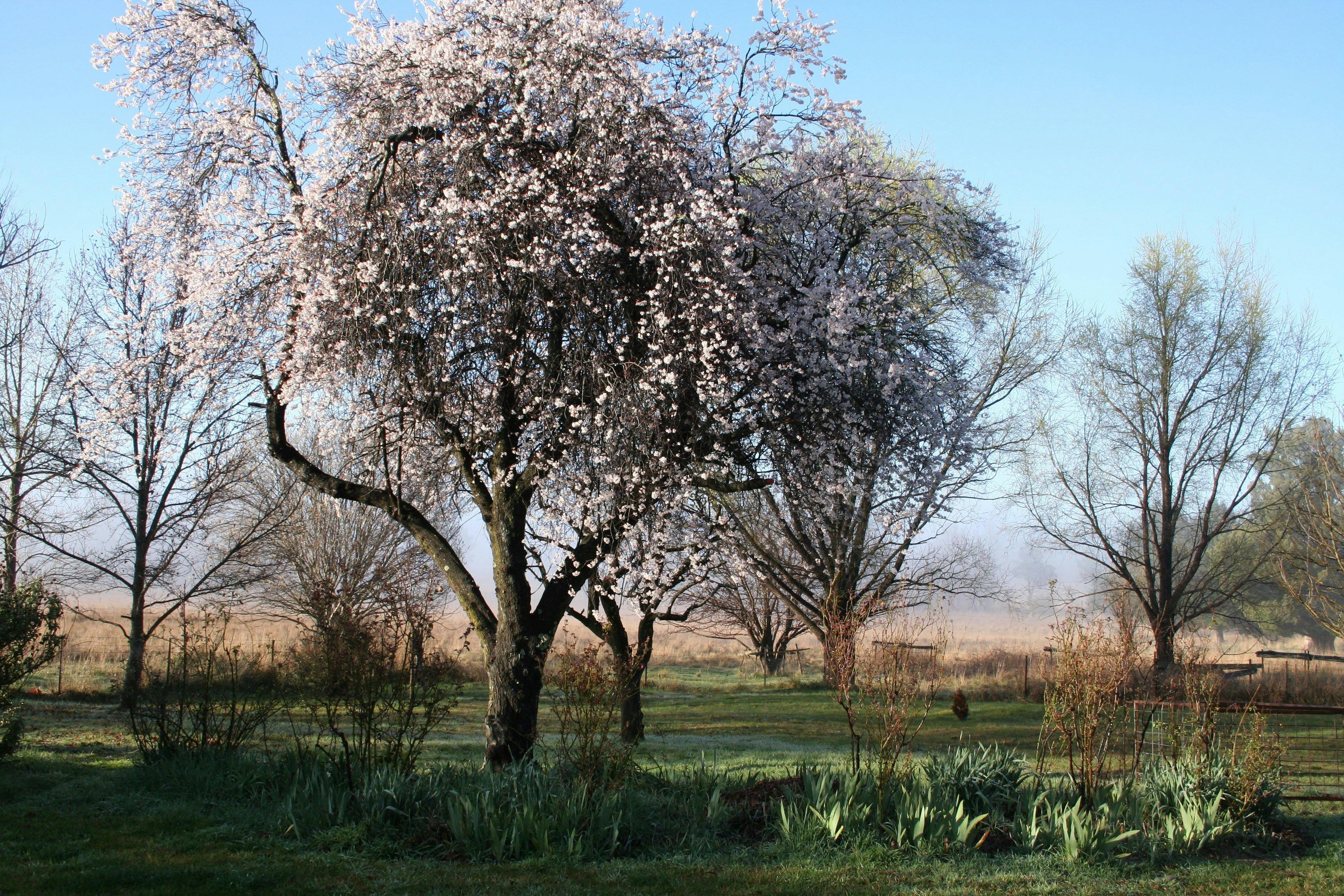 Early morning across the paddocks