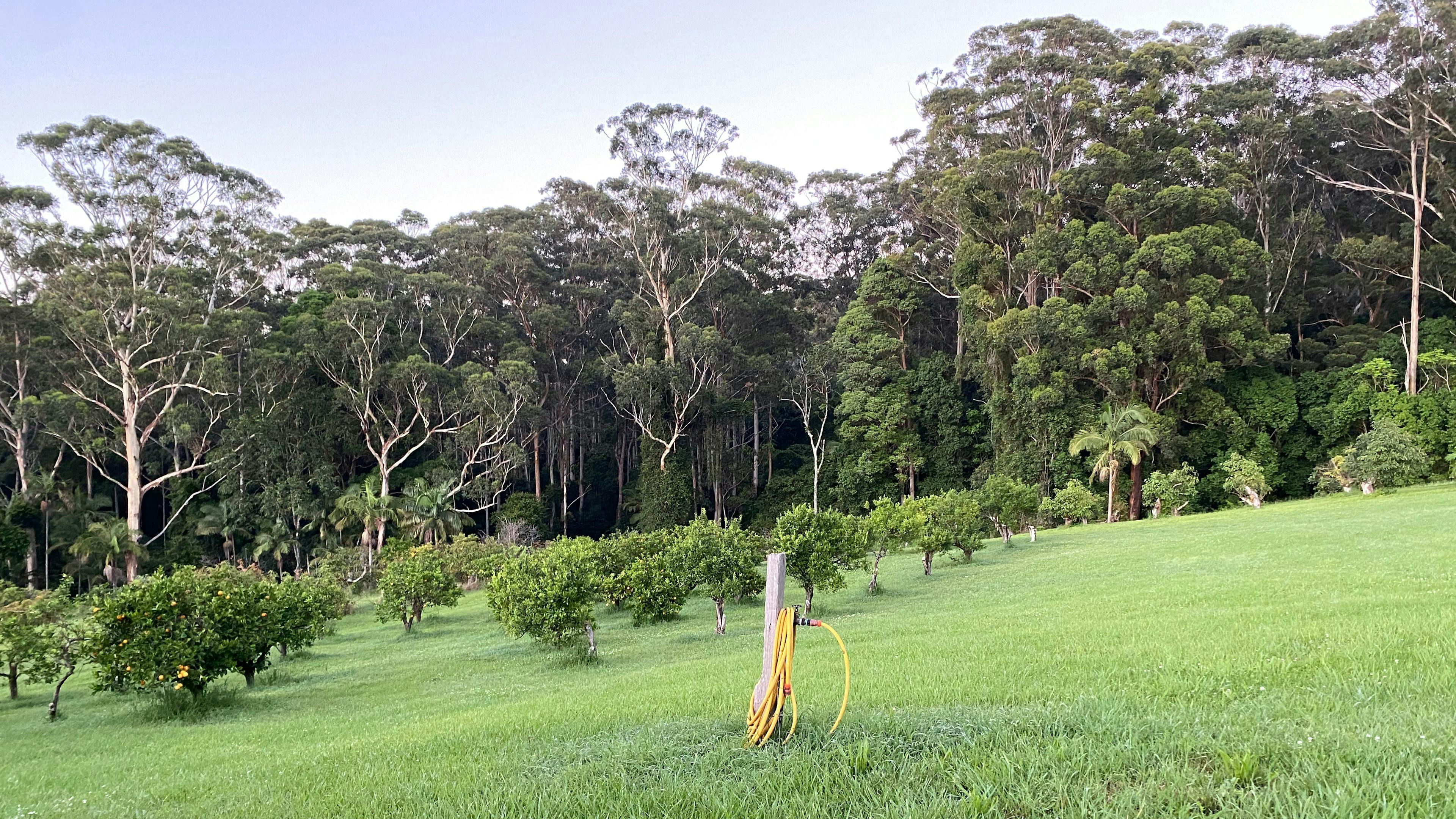 View down to orange orchard