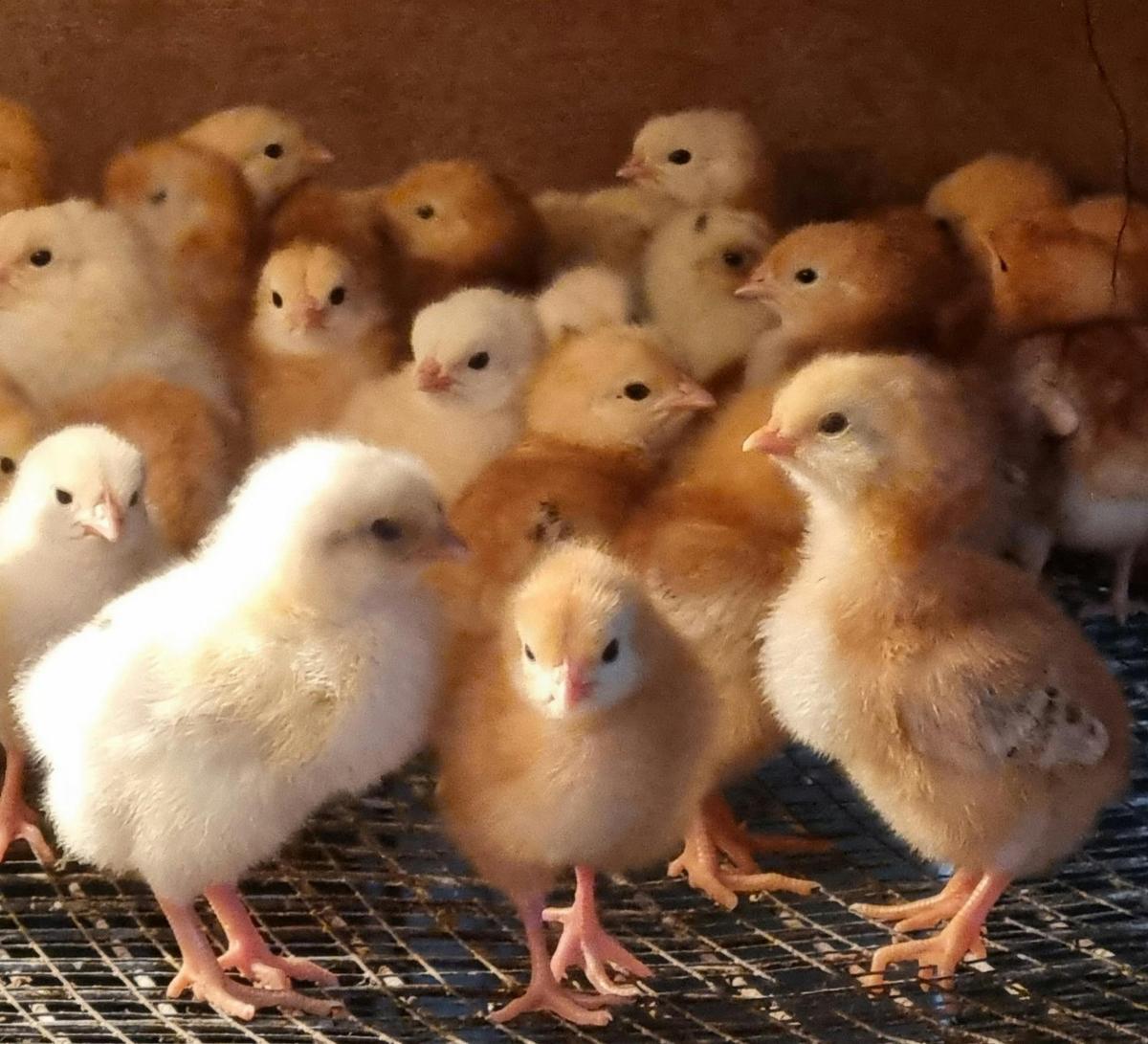 Chickens