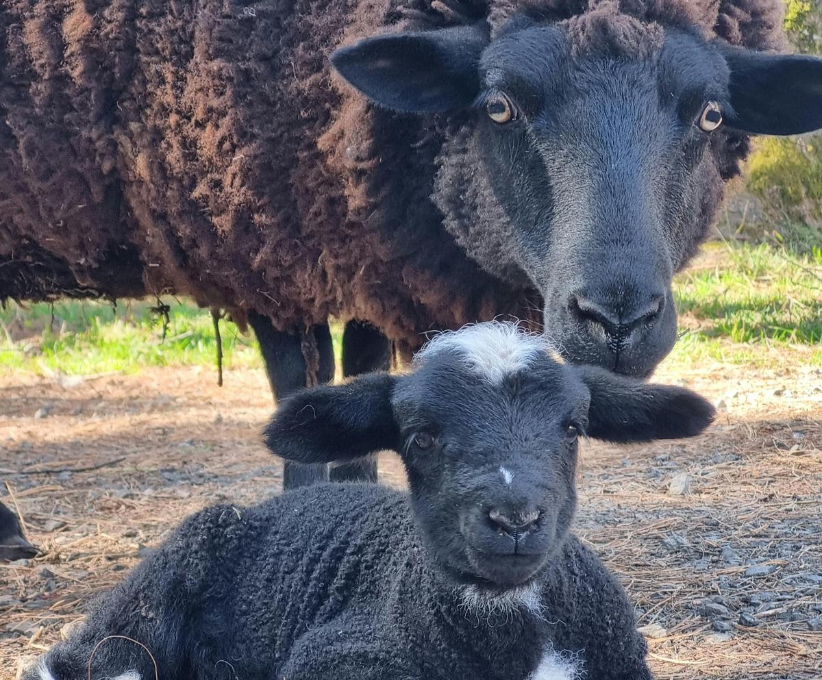 Farm Sheep