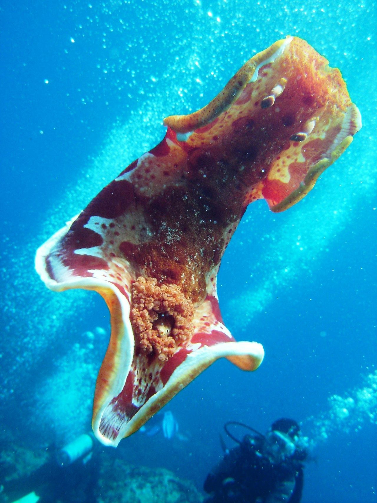 Admiralty Islands