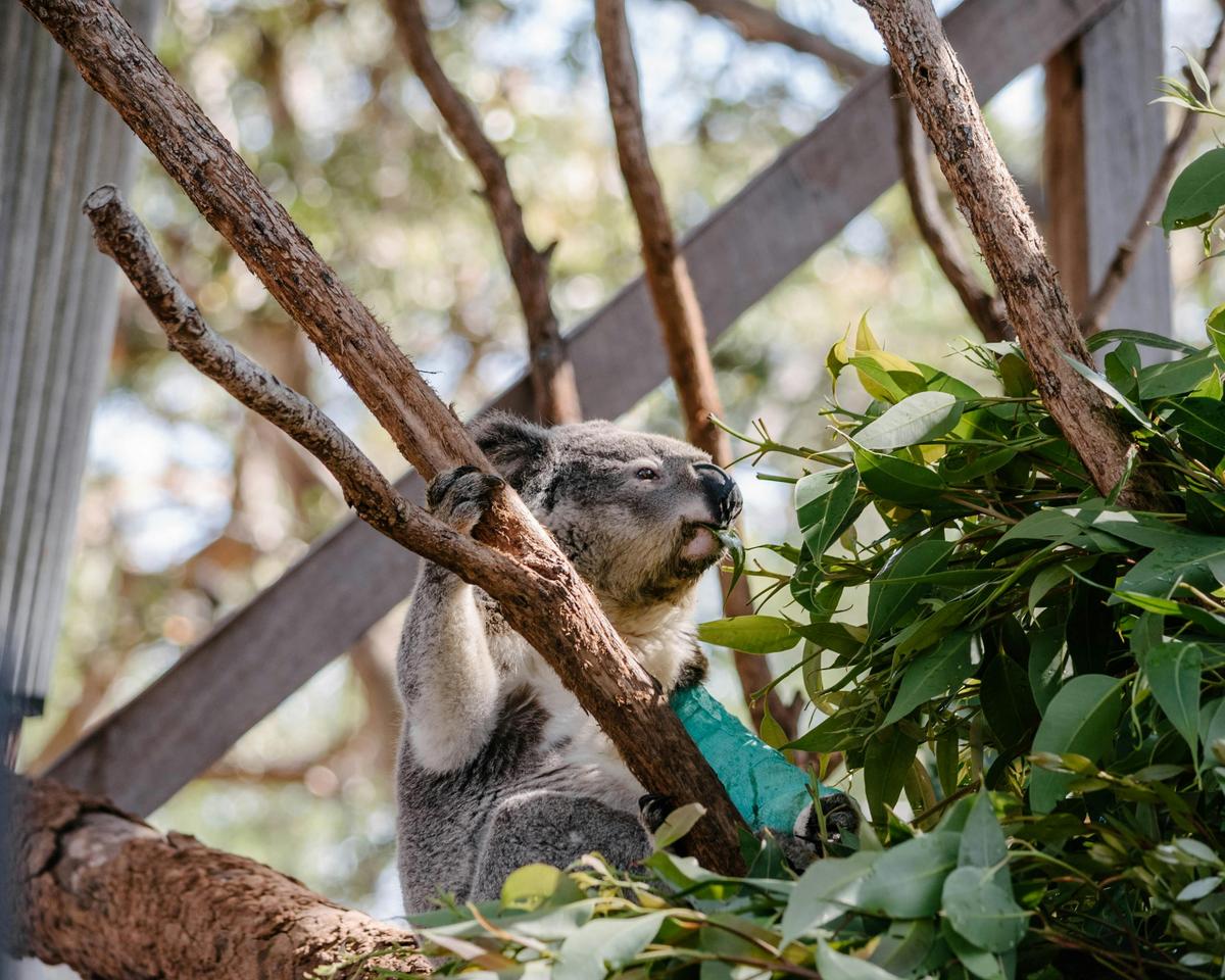 Port Stephens Koala Sanctuary