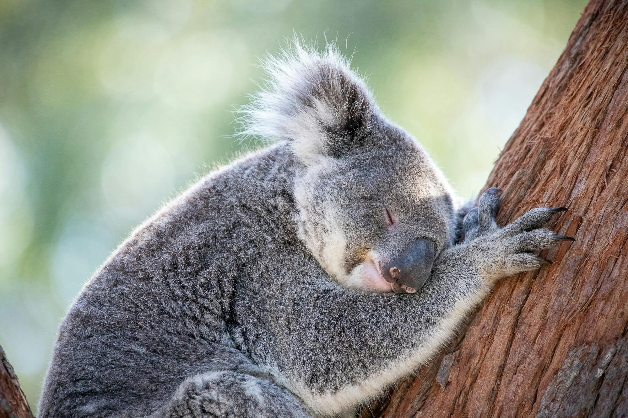 Port Stephens Koala Sanctuary