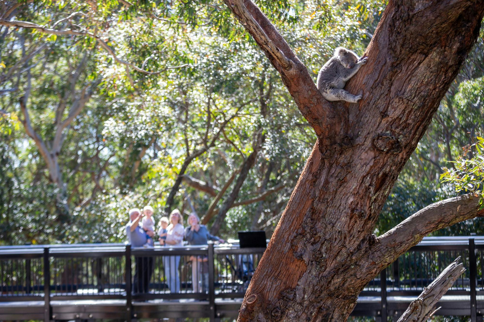 Port Stephens Koala Sanctuary