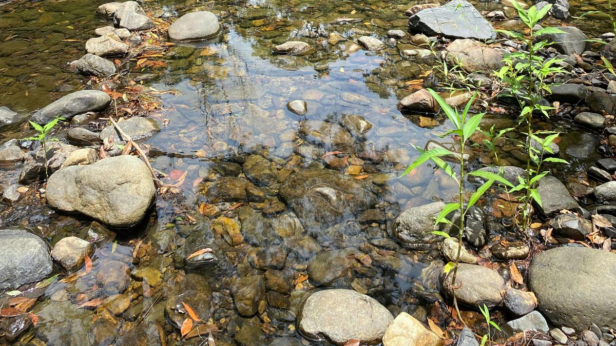 Platypus Creek
