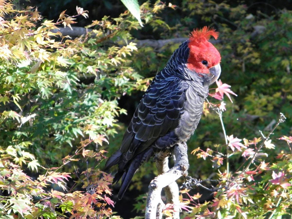 Our colourful visitors