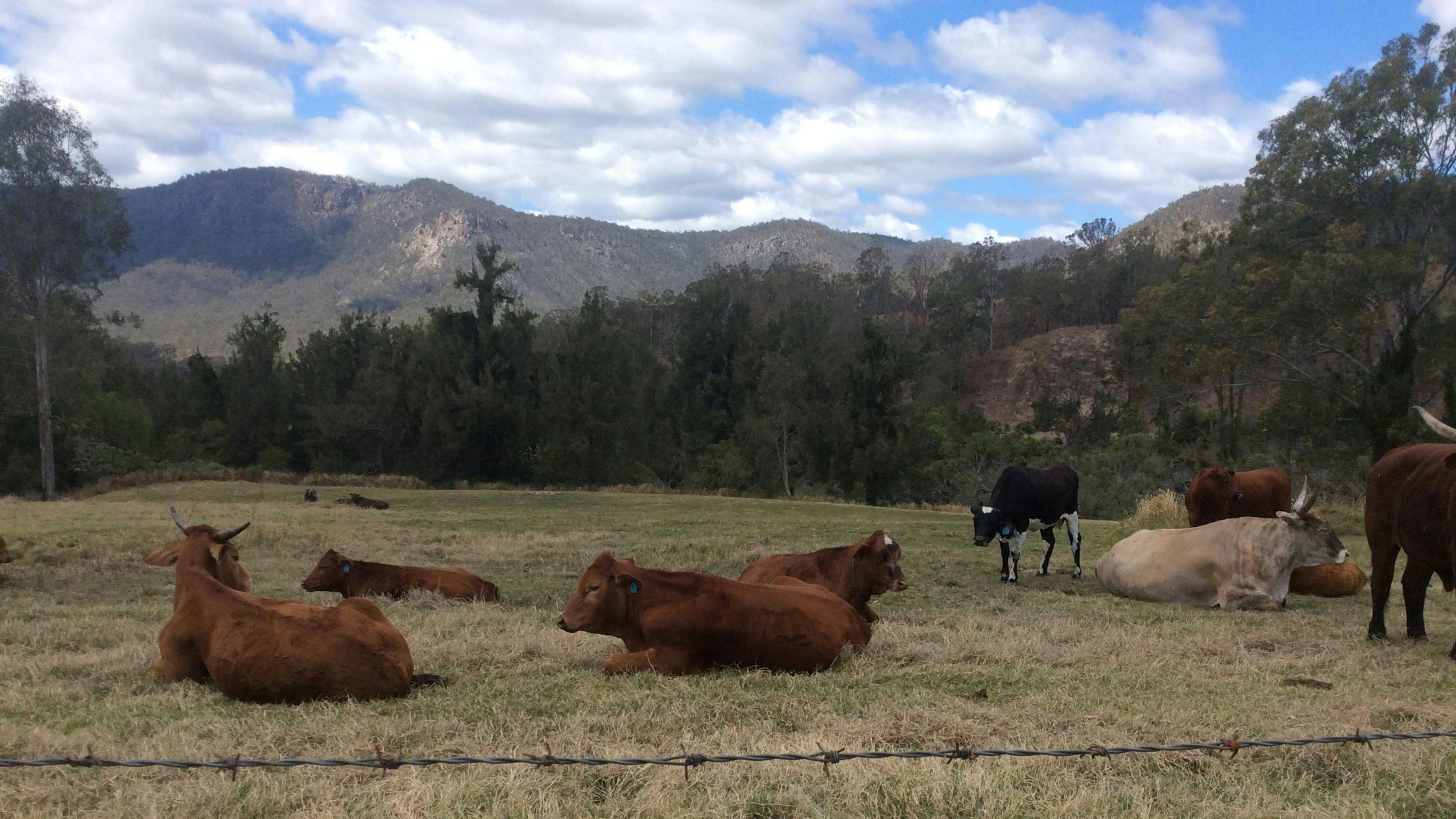 The cows are friendly and curious. Keep an eye out for lovely Colin 110 — he will usually let you pat him, but he’ll also raid your car for snacks if you take your eyes off him!