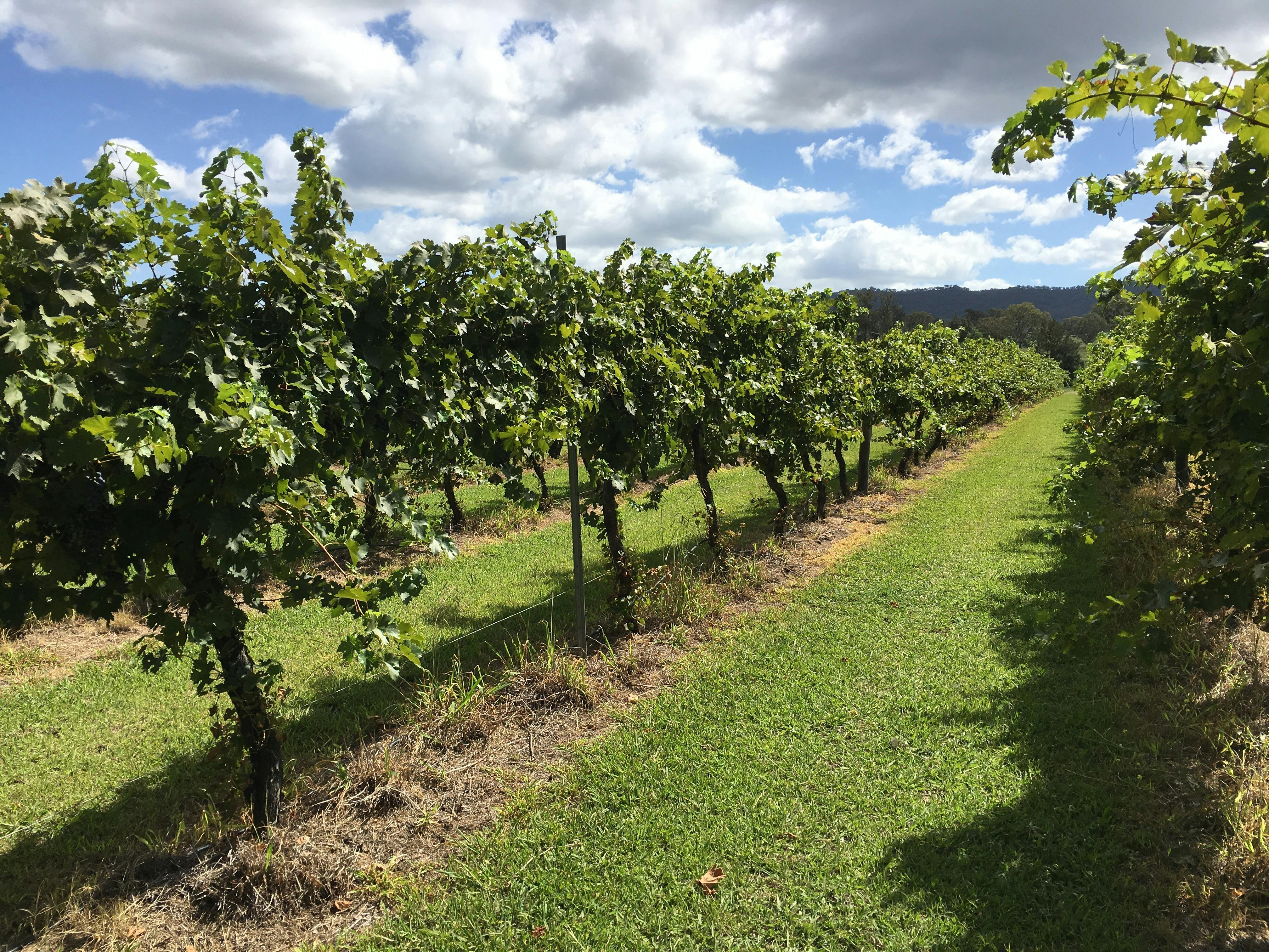 Enjoy a walk through the vines.
