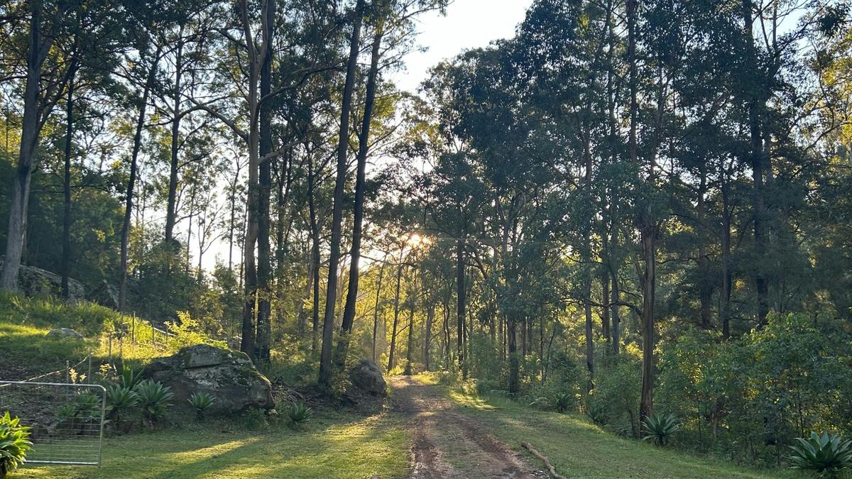 Rocky Forest Bush Retreat