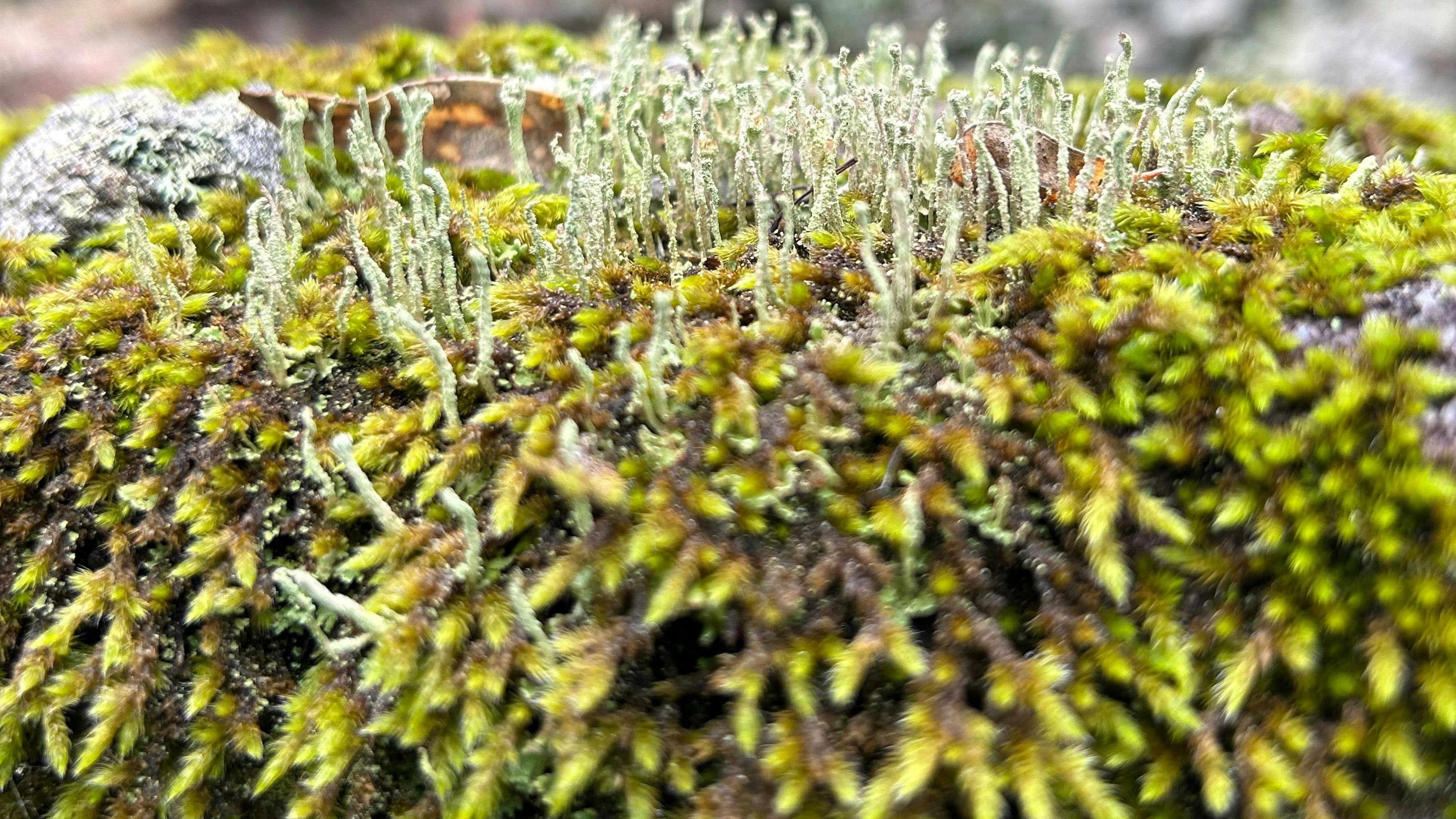 Rocky Forest Bush Retreat