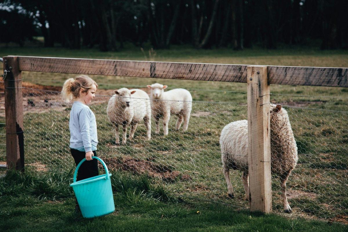 Feeding the Sheep at Roseanna Cottage