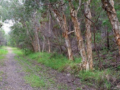 Rocky Point campground, Yuraygir National Park. Photo: Rob Cleary/DPIE