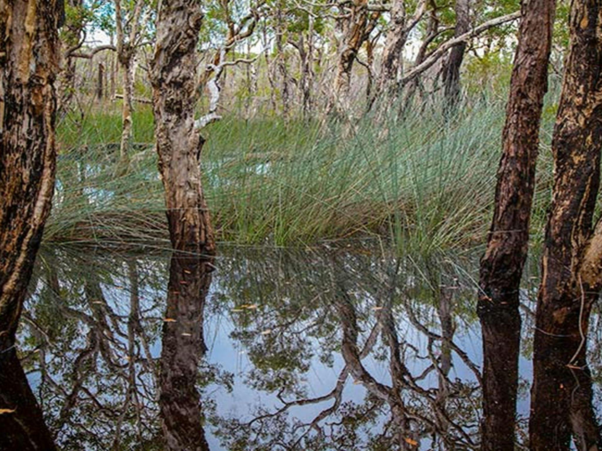 Rocky Point campground, Yuraygir National Park. Photo: Rob Cleary/DPIE