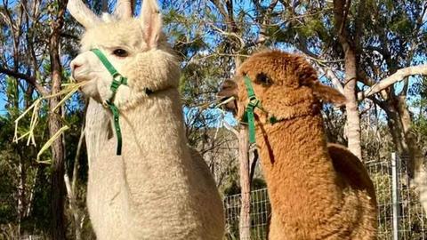 Rosewood Farm's Riverside Glamping