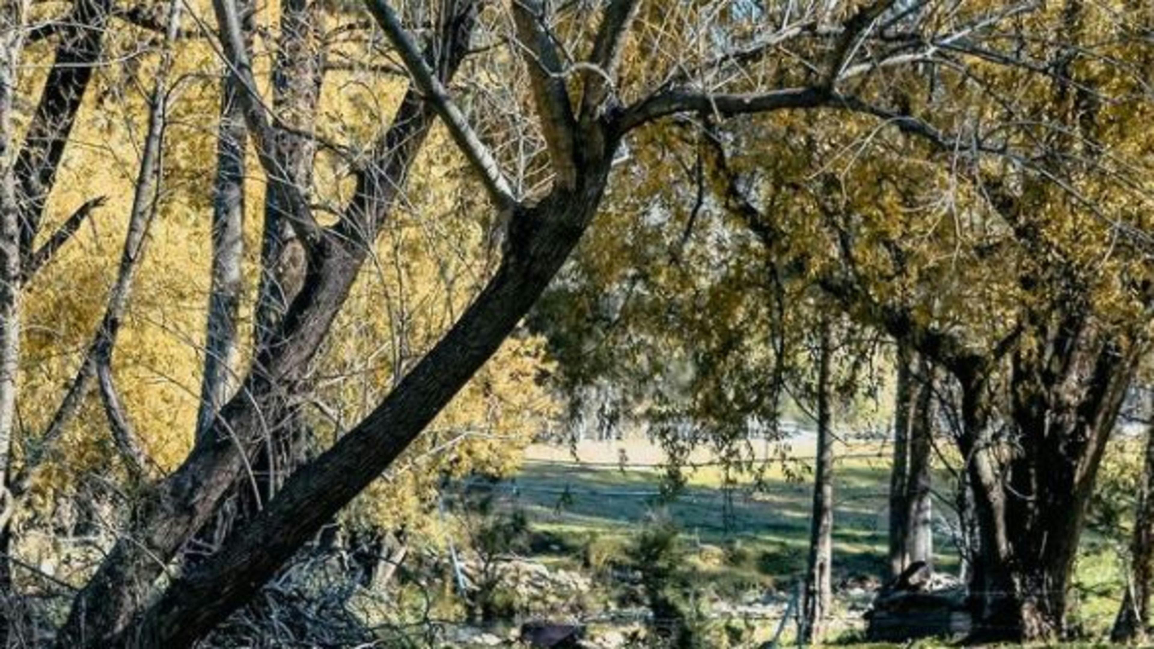 Roma Orchard - Hunter Valley