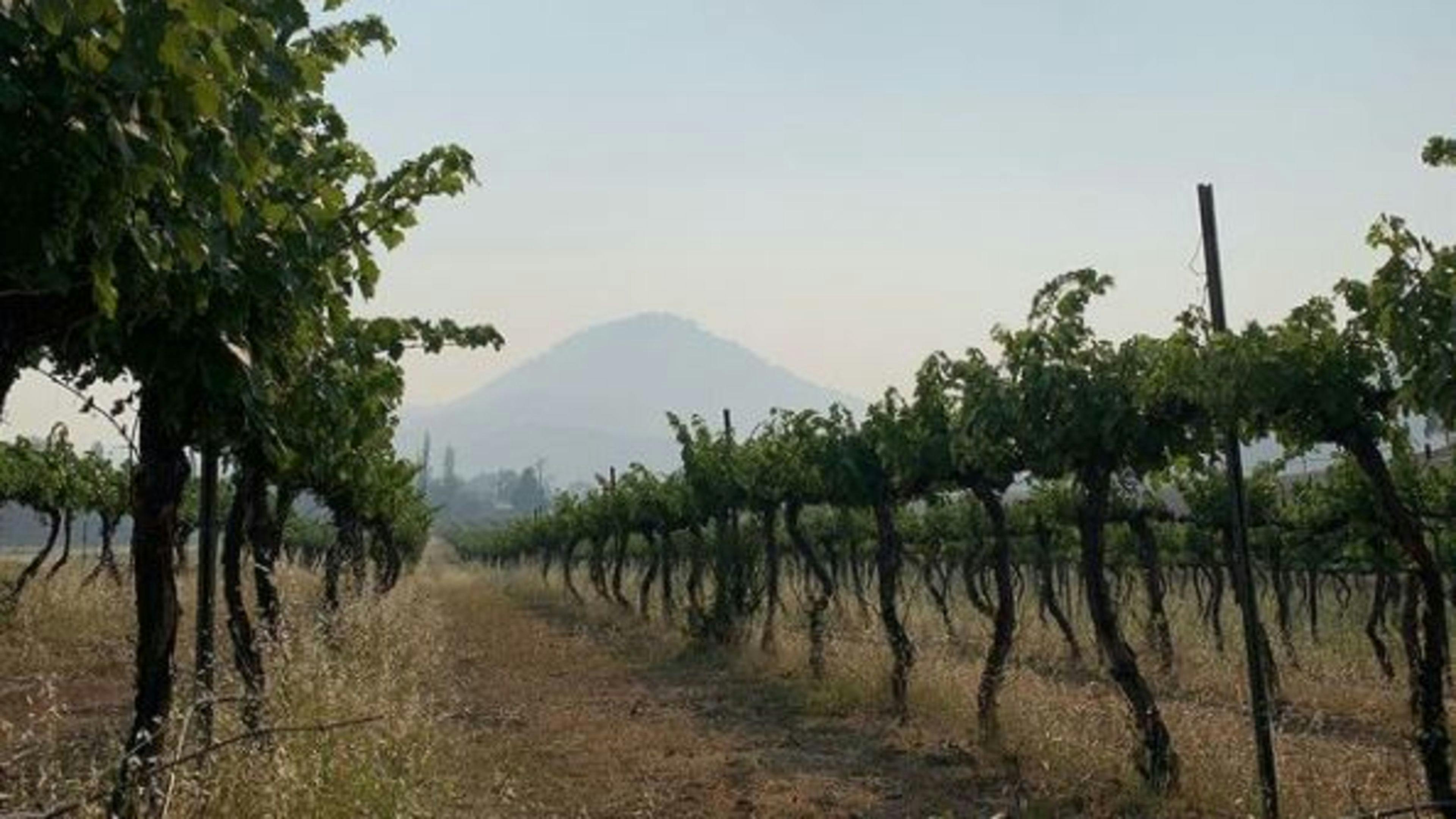 Roma Orchard - Hunter Valley