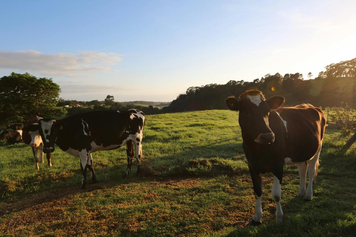 River Cottage Farmstay