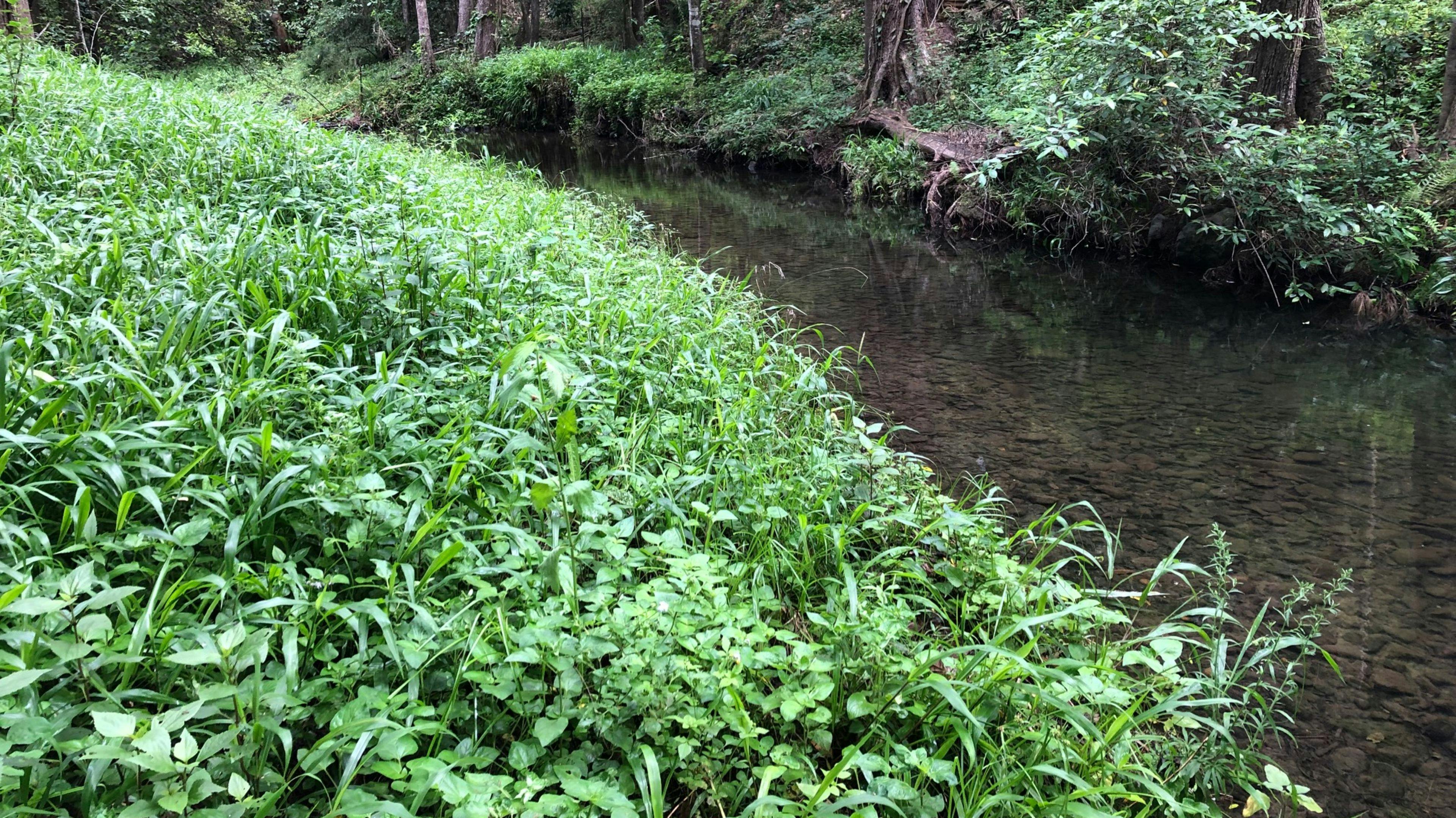 Roseberry Creek Beef Cattle Farm