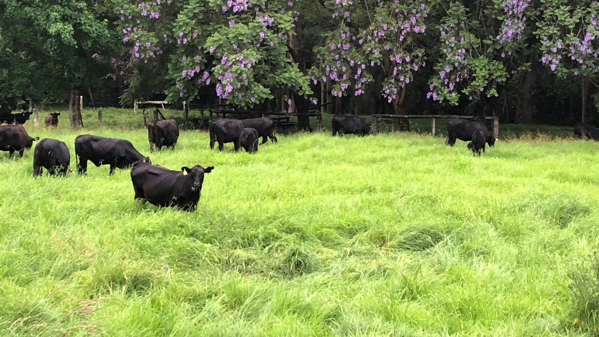 Roseberry Creek Beef Cattle Farm
