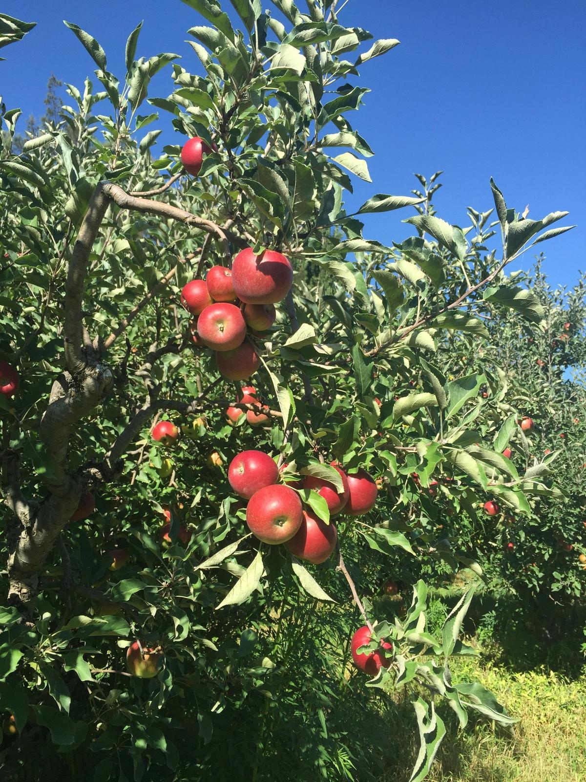 Apples