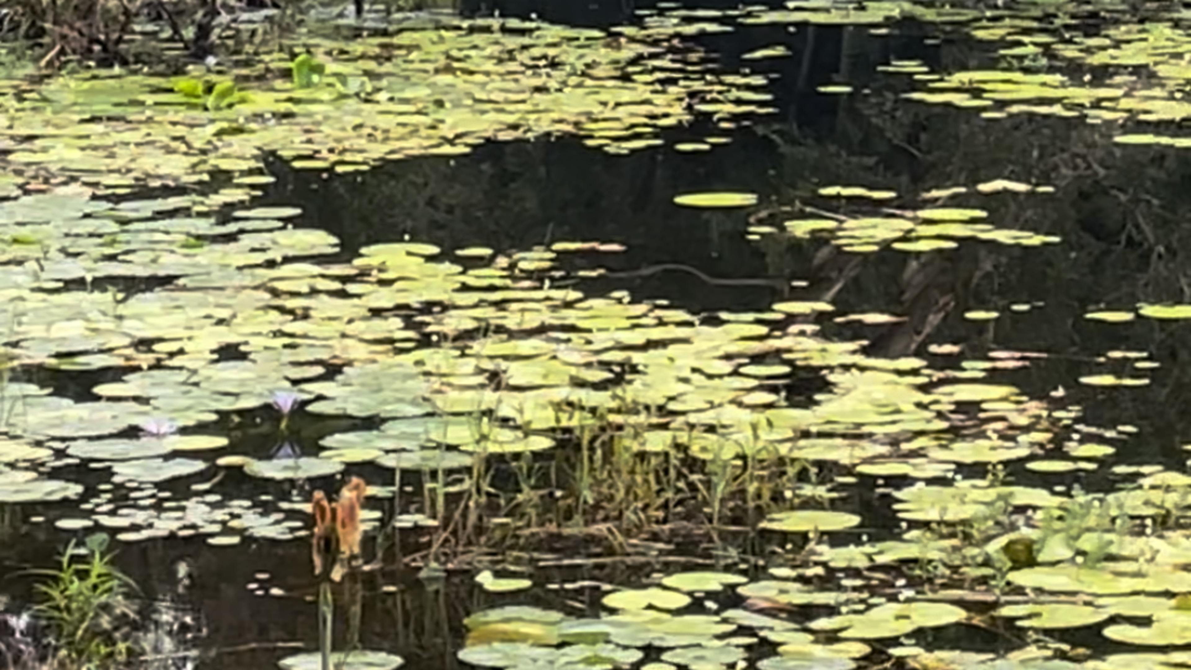 Sarah’s Farm🕊️ 4wd only