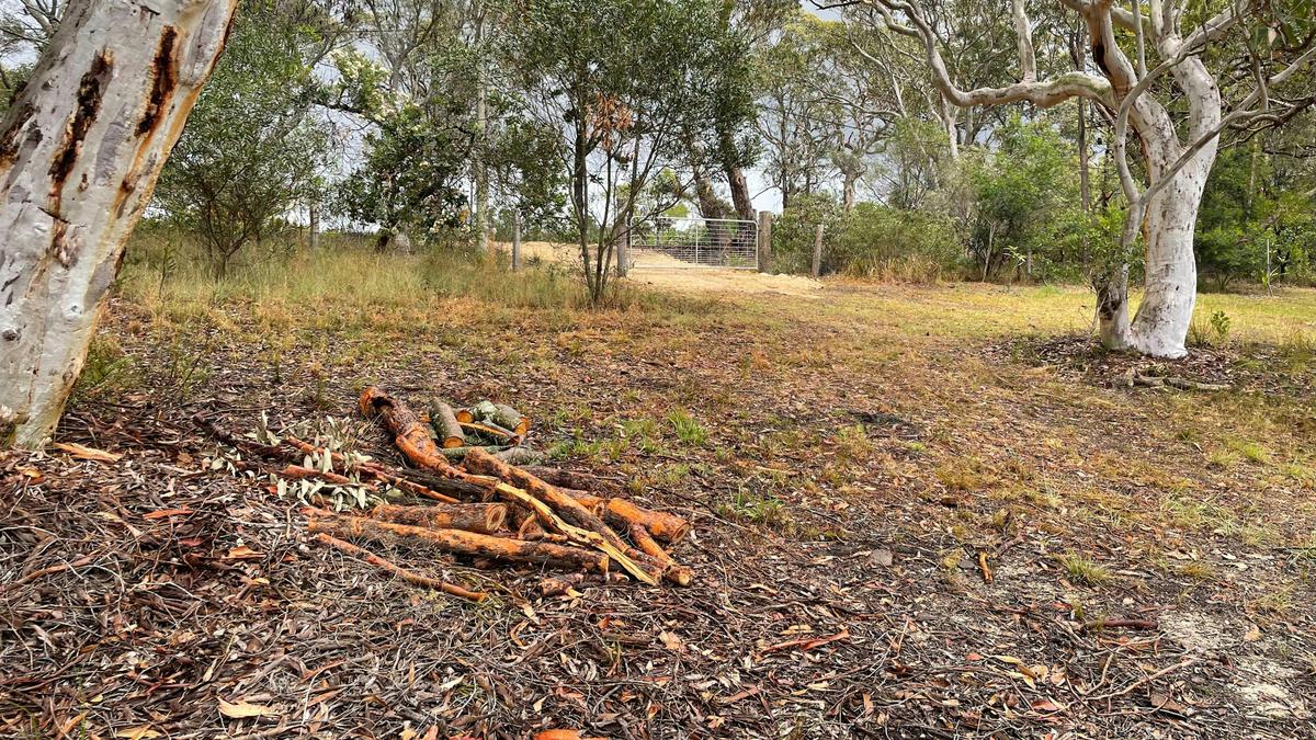Scribbly Gum in Kulnura