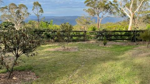 Scribbly Gum in Kulnura