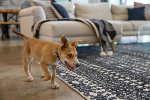 Serendipity - Sawtell