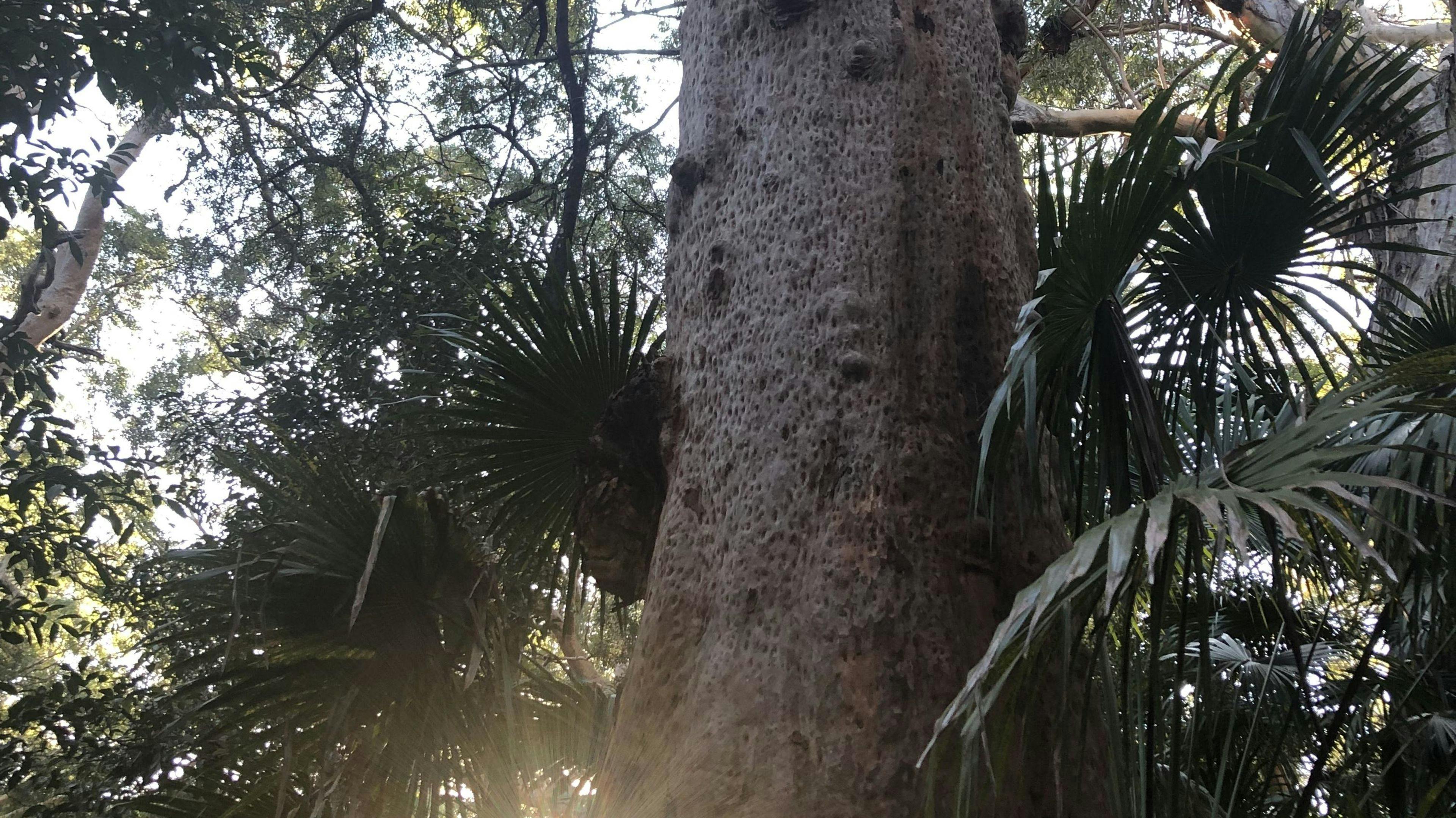 Towering forest canopies