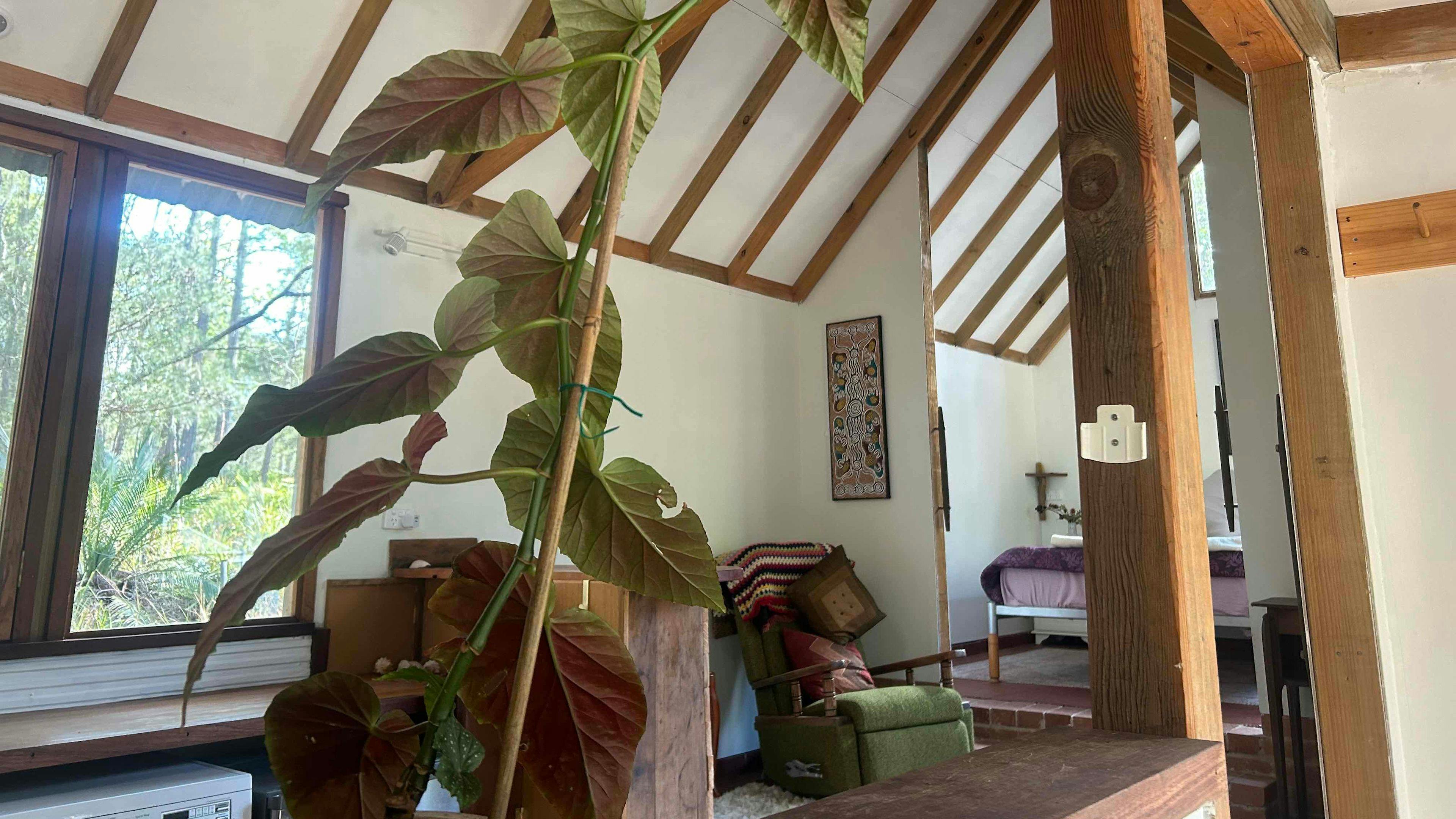 Sapphire Coast Forest Retreat