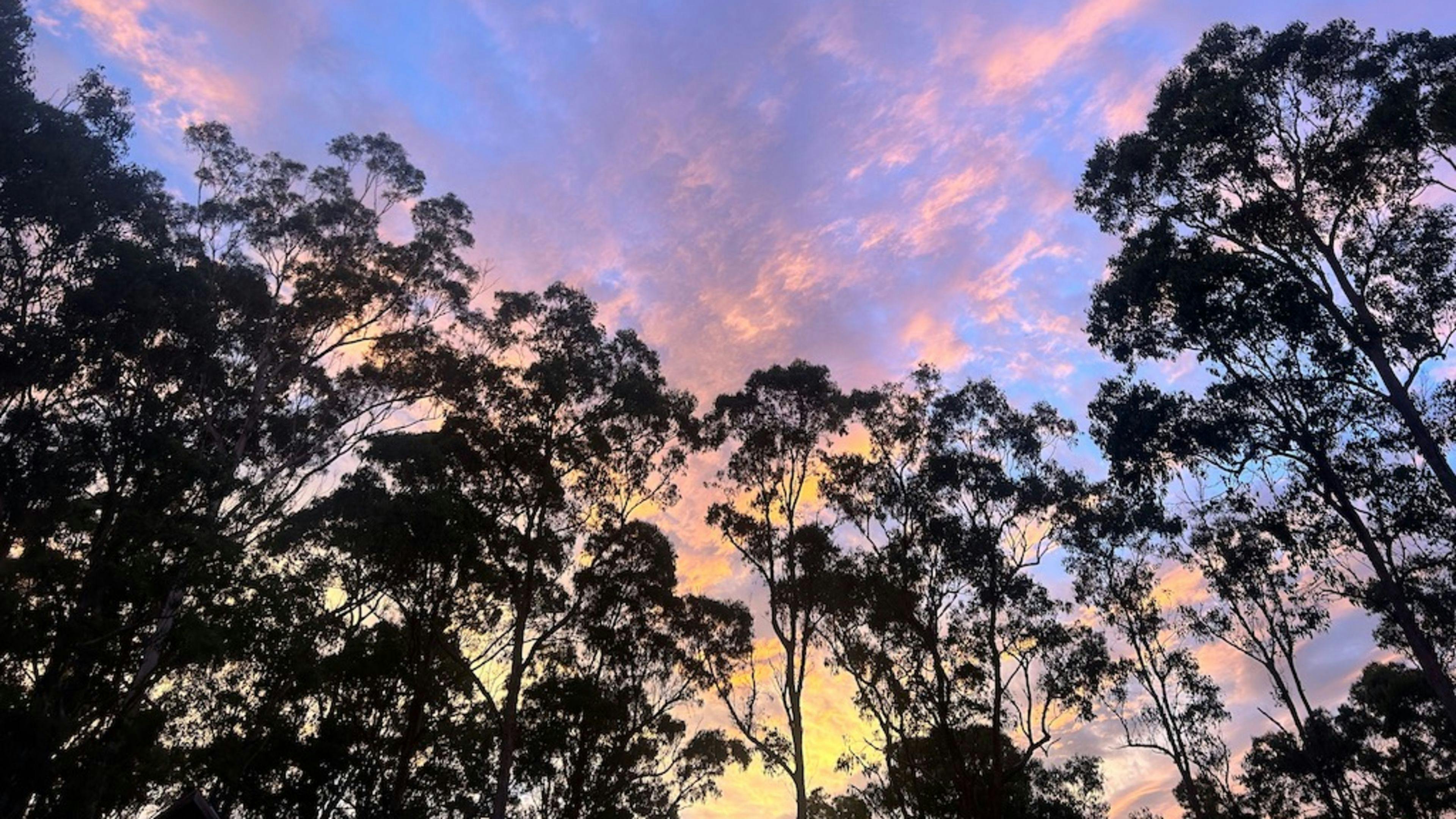 Sapphire Coast Forest Retreat