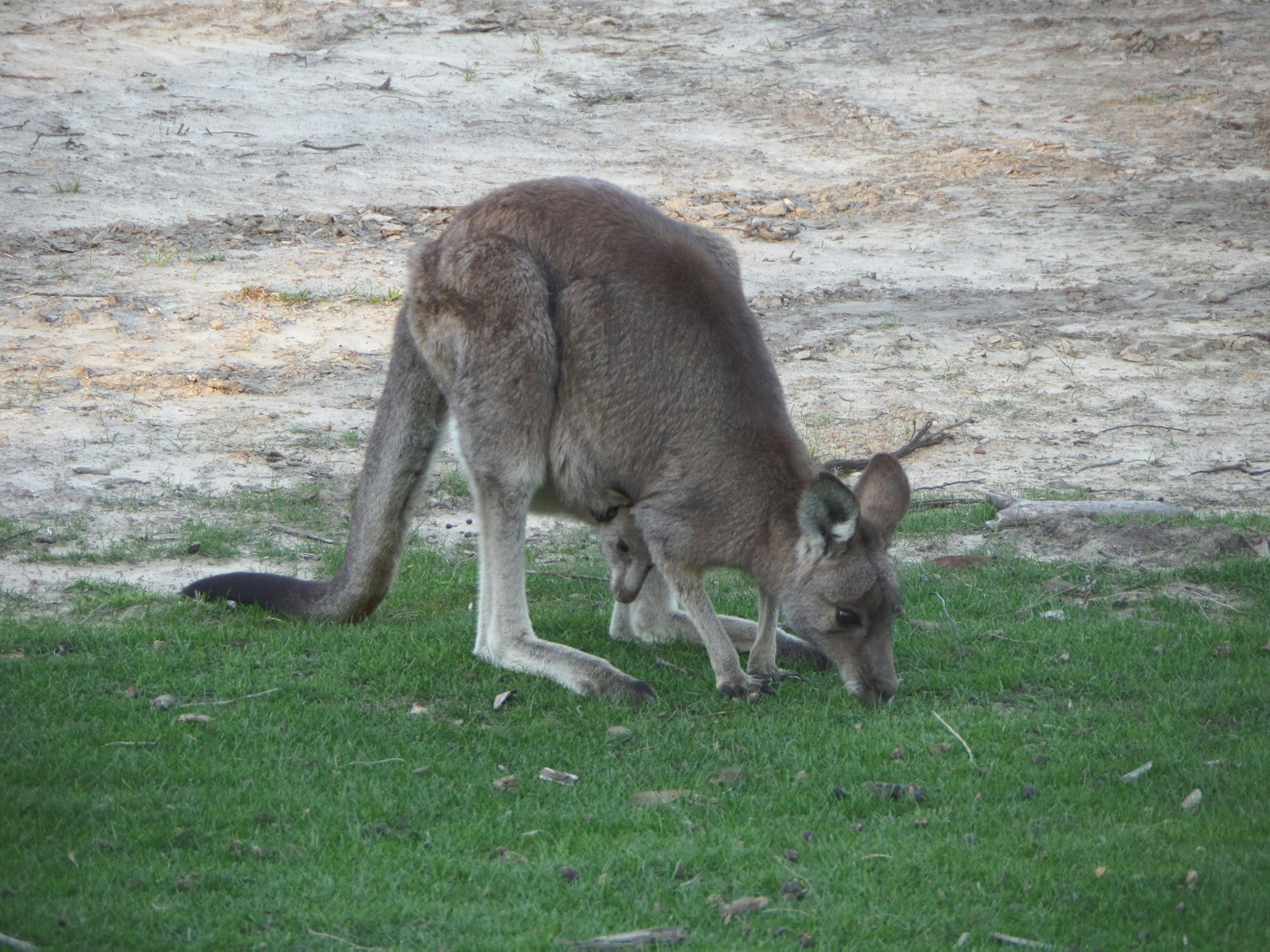 Kangaroo