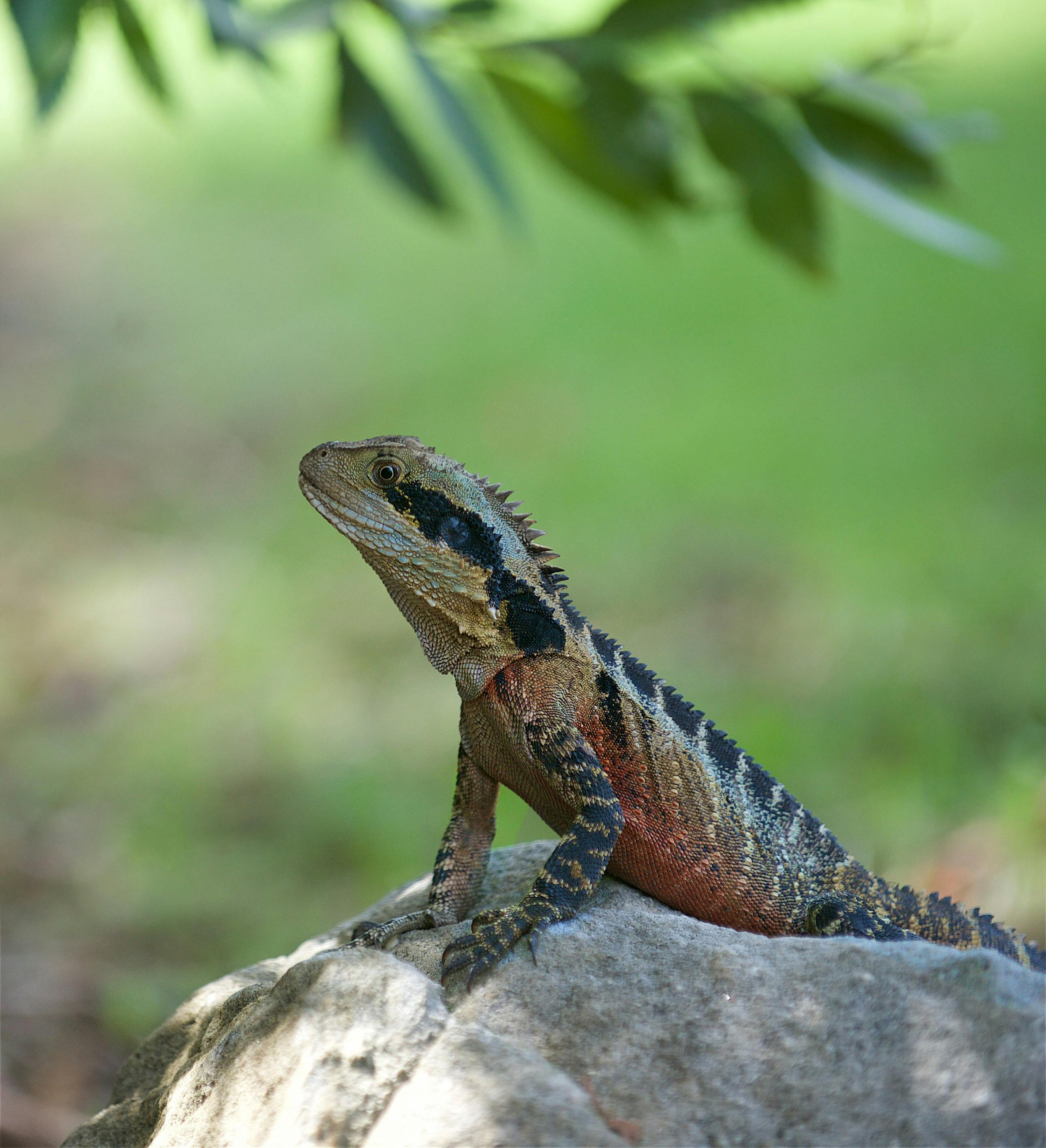 lizard sitting on a rock at a cemetery