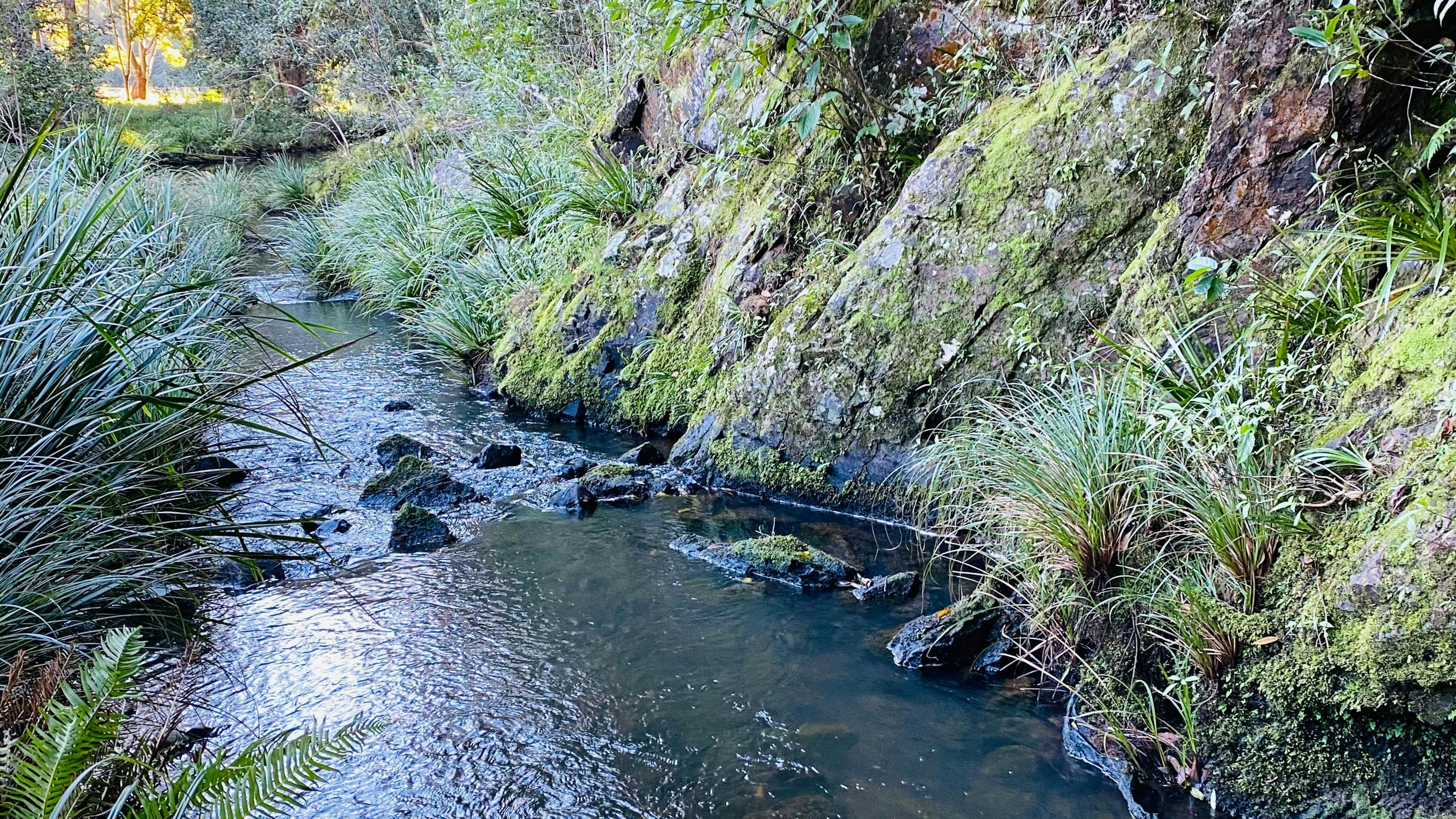 Rowlands Creek Camp Area