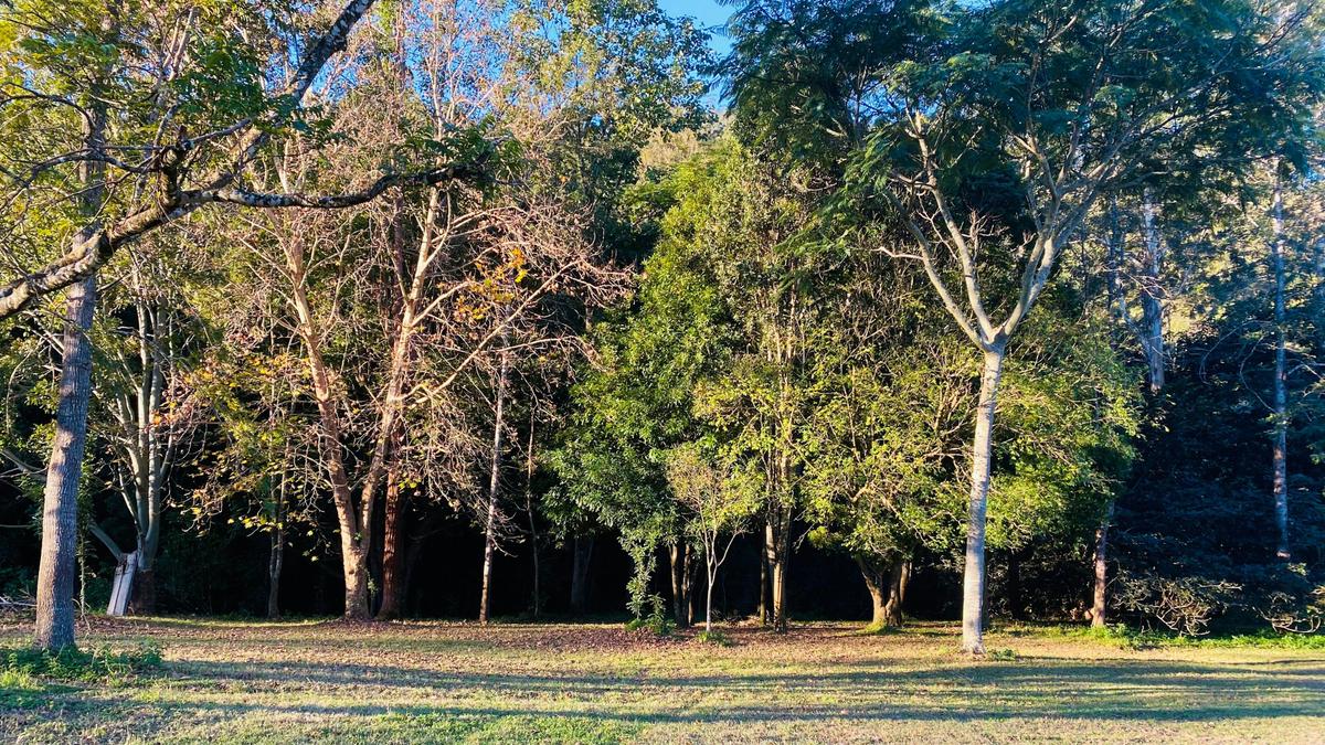 Rowlands Creek Camp Area